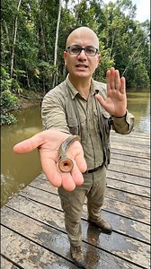 VAMPİR BALIK - CANDIRU #candiru #fish #fishing #fishinglife #amazon ##animal #animals #animalsdocumentary #documentaries #documentary #animalsfact | Taklabaz