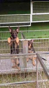 5.3K views · 46 reactions | flex lang po tayo ng Mga Male natin 2male import indam ( ulli x Puma 1 male Import parents ( filla x Kiko ) 1 female Import parents ( dilan x Amalla ) lahat po ito Blackmask sa Personal maitim ang Muka massage nyo po ako sa Ronald Acuña Barola #reelsvideo #reelsviral #reelsviralシ #reelschallenge #reelsfypシ #reelsfbシ #meta #shortsvideos #hilightseveryonefollowers #buhaymangaaso | the handler | Facebook