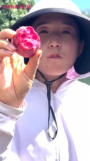 274K views · 1.5K reactions | Cactus fruit, sometimes called "prickly pears," are sweet and can be eaten raw, right off the plant. Depending on the ripeness of the fruit, its peel can range from green to plum red in color. #FunChina | China Plus Culture | Facebook