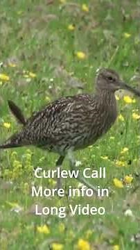 The Unique Call of the Eurasian Curlew #birdsounds #curlew #birdwatching #wildlifesounds
