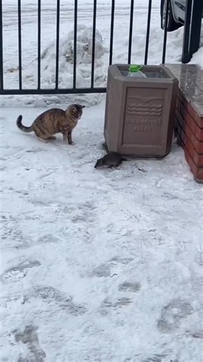 Cats vs. Mice: Hilarious Reactions!