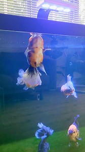 1.6K views · 11 reactions | Aurora never stops looking for food! She's always gulping and searching the surface of the water for....sinking food . #fancygoldfishfanatics #goldfish #fancygoldfish #pond #aquarium #goldfishtank #goldfishunion #starfisheries #goldfishofinstagram #goldfishpond #goldfishlover #goldfishkeeper #oranda #orandagoldfish | Aquatic Elements | Facebook
