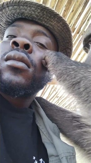 Baboon Grooming ASMR | Relaxing Animal Sounds From the Wild ⭐