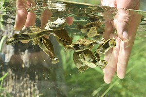 TOO CUTE!! Our 50 Murray River turtle hatchlings had a splash of a time trying to beat today's heat! | Australian Reptile Park