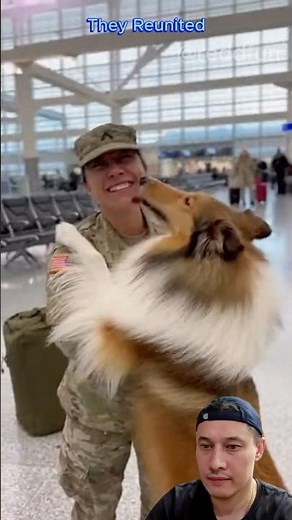 Soldiers Reuniting With Their Dogs 🥺❤️ #shorts #dogs #reunion #military #soldier #emotional