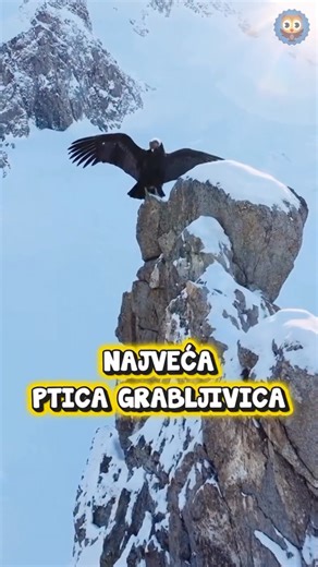 Slagalica on Instagram: "𝗡𝗮𝗷𝘃𝗲𝗰́𝗮 𝗽𝘁𝗶𝗰𝗮 𝗴𝗿𝗮𝗯𝗹𝗷𝗶𝘃𝗶𝗰𝗮 𝗻𝗮 𝘀𝘃𝗲𝘁𝘂 🦅 Andski kondor jedna je od najimpresivnijih ptica na planeti. Sa rasponom krila većim od 3 metra (do 3,3 m), smatra se najvećom letećom pticom na svetu prema kombinaciji težine i raspona krila. Odrasle jedinke mogu dostići težinu do 15 kg i visinu od oko 1,2 metra. #apartekoslagalica #slagalica #zanimljivosti #kondor #pticagrabljivica"
