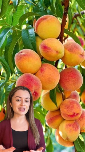 Why your peach tree might never fruit Peach trees are one of the most rewarding fruit trees to grow — when planted correctly from the start. ✔️ Chill Hours – Peach trees require specific winter chill hours to bloom and produce fruit reliably. ✔️ Planting Location – Full sun, good drainage, and proper watering are essential for healthy growth. ✔️ Cross Pollination – While most peaches are self-fertile, planting multiple varieties can improve yield and fruit quality. 🌱 Why Buy Peach Trees from Ty