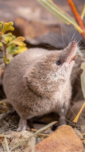 California Academy of Sciences on Instagram: "Over a century after its discovery, the Mount Lyell shrew has finally been photographed alive for the first time. Until last October, the Mount Lyell Shrew was the ONLY known mammal species in California that had never been photographed alive. Last fall, we visited the Eastern Sierra Nevada to study and document this animal. Despite this shrew being a species of special concern, scientists know next to nothing about it. They’re thought to be highly v