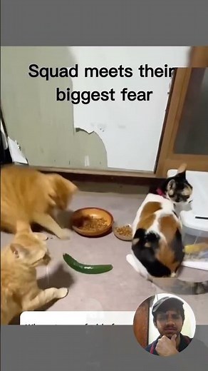 👉 Cat vs Cucumbers 🥒😂 | Funny Cat Reactions Compilation | Scared Cat Shorts