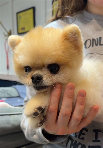It’s blue Monday!! 🩵 Enjoy an extra calm, reassuring groom with Teddy, an elderly pup who needs it most 🧸🐾✨ #doggroom #dogs #kingsroad #olddog #fyp