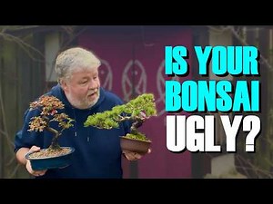 Is Your Bonsai Tree Ugly?