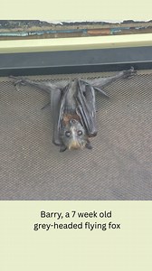 This budding gymnast is Barry. He was found on this screen door a few days after some nasty storms. He was skinny and there was no sign of his mum. We assume they were separated in the storm. Barry is a grey-headed flying fox who is around seven weeks old. Here he is cleaning his wing from amongst the legs of a toy octopus. He’s progressing well and will be off to creche soon, on his next step towards being back in the wild. ---------------------------------------------------------- If you see a