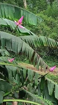 Botanical Garden, Baguio, Philippines