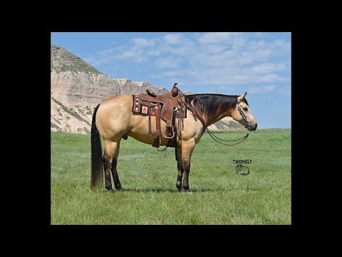 BUCKSKIN GELDING!!! Ranch riding, Trail riding, Family horse! FINISHED REINER! GENTLE!!