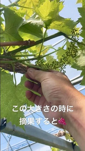 【国産グリーンレモン】12週目‼️今回はブドウの摘果の巻🍇‼️