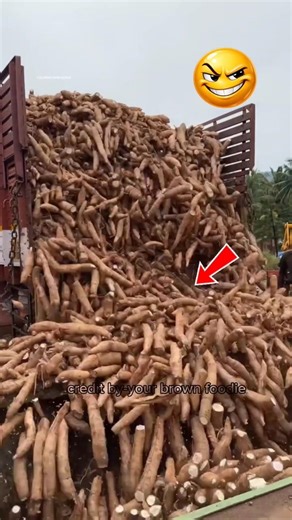 Sabudana Making Process In Indian Factory 😱❗ #sabudana #making #factory #shorts
