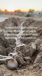 178 reactions · 81 comments | Missed this year’s saffron planting window? Don’t worry — next season’s success starts now.  Our Saffron Pre-Order Guide shows you exactly how to plan, prep, and get ready to grow the world’s most expensive spice — right in your own backyard. Be prepared when pre-orders open next year! | Shesrootedhomesaffron | Facebook