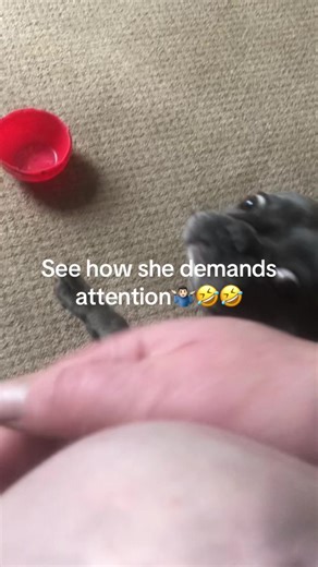 Can't you tell she's a diva ... demanding🤣🤣