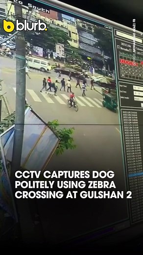 24K views · 372 reactions | When our furry friend sets a better example than us | The Daily Blurb | Facebook