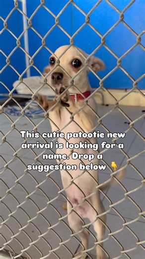 Chihuahua rescue arrival looking for a name. Drop a suggestion below 👇