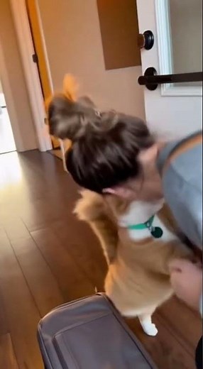 “Cat Hugs Owner After Time Apart 🐾 | Heartwarming Reunion That’ll Melt Your Heart ❤️”