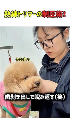 【笑劇】噛み癖のある犬vs表情で制圧するトリマー？一歩も引かない睨み合いの末に待っていた結末 #いぬ #犬 #犬動画 #衝撃 #癒やし #噛み癖 #犬のいる暮らし #面白い #面白映像 #shorts