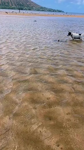 8.7K views · 122 reactions | Unlikely Friends: A Playful Dog Walks Her Shark Companion!#animals #shark #dog #cute #unusualfriendship #oceanadventures #unlikelyduo #bffs #adventureswithpets #adorablecompanions #petsmakelifeinteresting | Earth's Artistry | Facebook