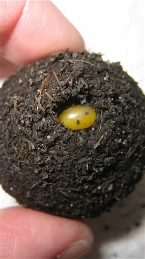 The strongest weightlifter among bugs