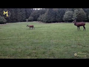 Le cerf et son harem de biches après le brame.