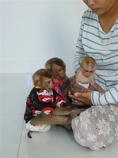 Cute Baby Monkey Bom's #babymonkey #monkey #bom's | Mr Bon