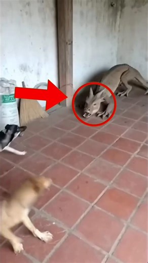 Top 5 Dangerous Animals You Should Never Touch! #animals #shorts
