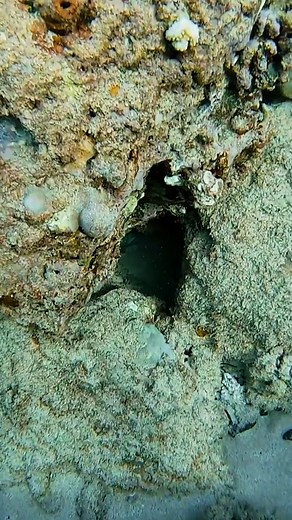 73K views · 509 reactions | I went deep in the hole #hawaii #underwater #ocean #swim #swimming #dive #diving #diver #water #explore #adventure #fyp #foryou #hawaiian #hawaiilife #hawaiianstyle #mahalo #oceanlife #tropics #oceanside #oceanviews #lost #aqua #aquascape #underwaterworld #underwaterlife #underwaterphotography #photographer | CEO Of The Ocean | Facebook