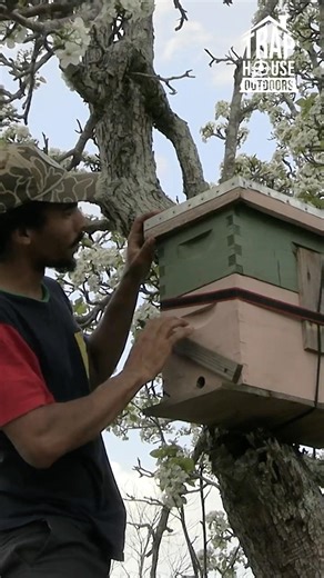 Catching Honey Bees with Swarm Traps‼️ // FREE BEES // #shorts #trapping #beekeeping