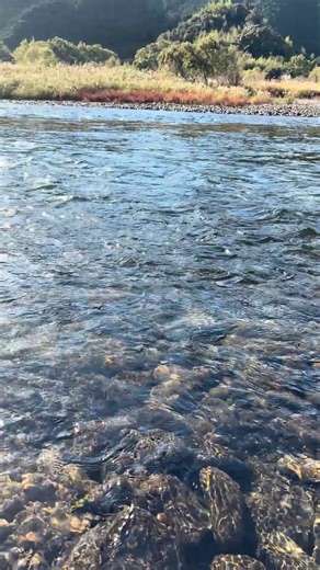 キレイな四万十川と景色#四万十川 #田舎 #景色