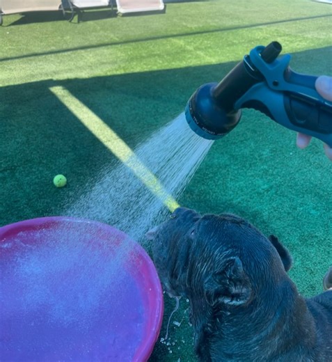 Nevada SPCA Life-Saving Shelter on Reels