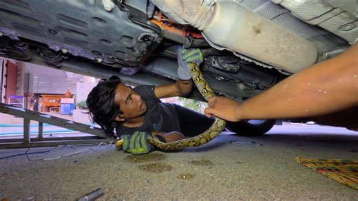 Driver shocked to find 8ft python hiding under car