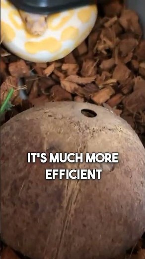 THE KEY to take care of baby snakes ?