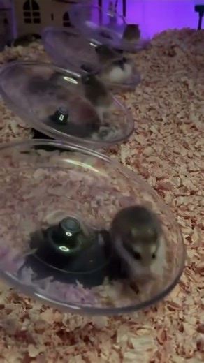 #cars #shorts #shortvideo #short #auto #humor #viral