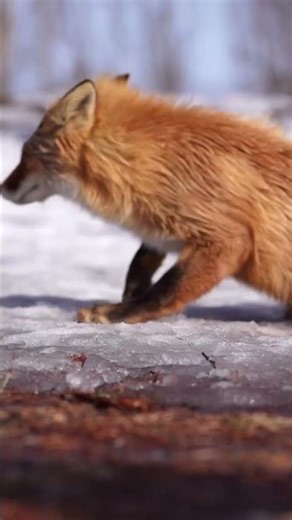 Red Fox Playing in Snow Cute Wild Fox Winter Scene Cinematic Nature #japantravel #fox #redfox