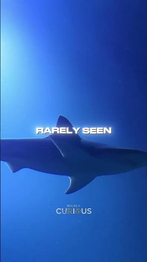 The Frilled Shark: The Living Fossil of the Deep