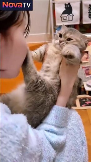 Encore eux !!! 😂😸😸#chat #ninja #drôle #funny