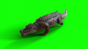 Walk motion of a Crocodile.