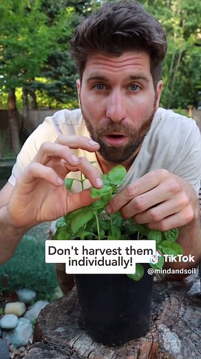 Pruning Basil: Unlock Unlimited Growth with This Technique