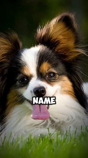 The Small Dog With a Big Brain – Meet the Papillon!