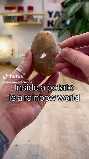 Did you know the inside of a potato is a world of rainbows? 🌈🥔 @Chloé Savard placed a sliver of potato under the microscope and discovered that under polarized light, potato starch granules glow like tiny bubbles of color. Each rainbow circle you see is a single starch grain packed inside specialized organelles called amyloplasts. The colors appear because starch granules have an organized, semi-crystalline structure. When polarized light passes through them, the light waves split and interfer