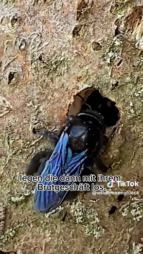 Schutz der Blauschwarzen Holzbiene: Nistplätze erhalten