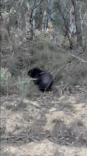 Have you seen wombat can running so fast #wombat #nature #animals