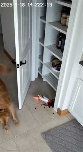 Dog breaks into pantry, snack explosion follows
