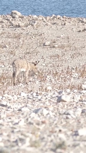 36K views · 1.5K reactions | Wild burro social structures follow two...