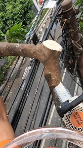 Complicated phone cable when cutting a limb. | Yulianto